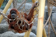 Orang-Utan_2.JPG